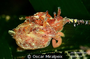 reproduction by Oscar Miralpeix 